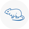 Rat Control New Malden